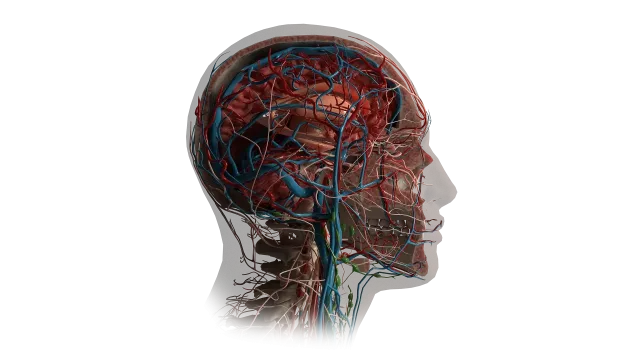 AnatomyX